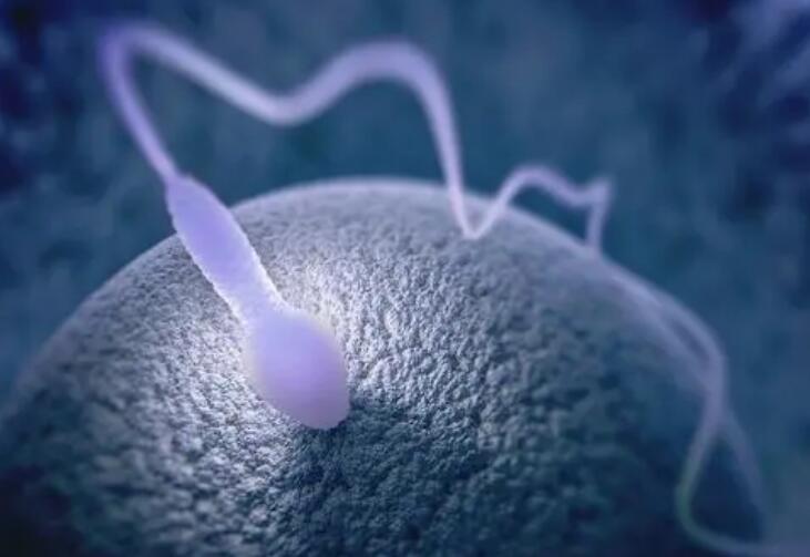 天津助孕刺破卵泡：怀孕的过程是最快的方法