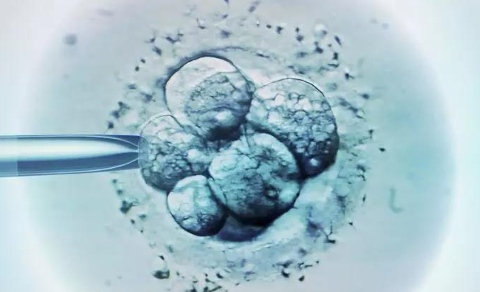 常德借卵试管助孕包性别套餐-在内膜移植期