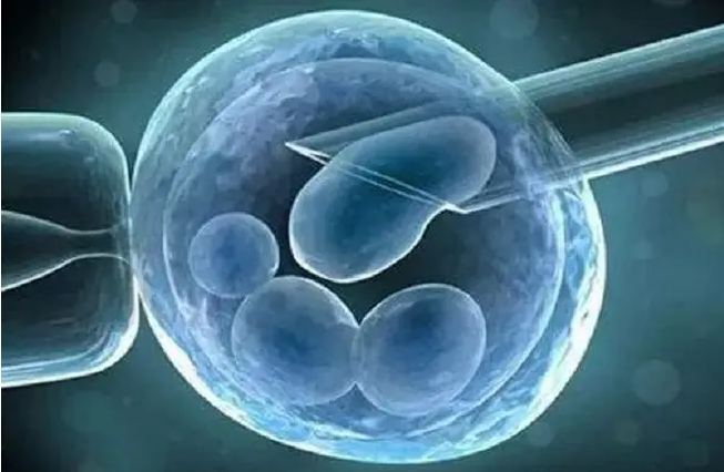遵义借卵价格表：囊胚养育的时间越长，囊胚